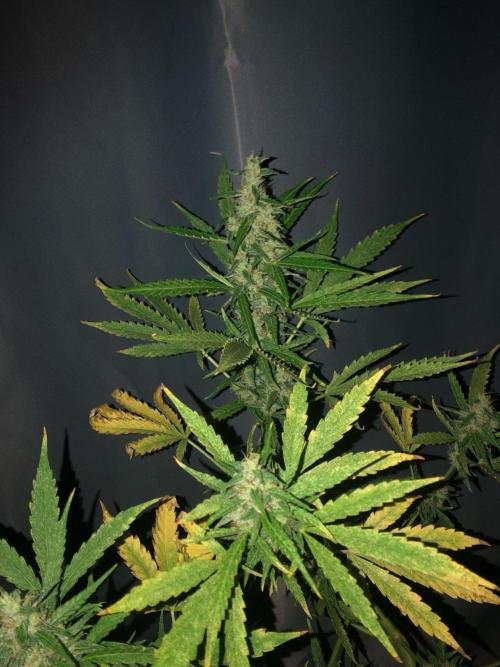 White Widow XXL Auto-Balcony/Window Grow. Week 10