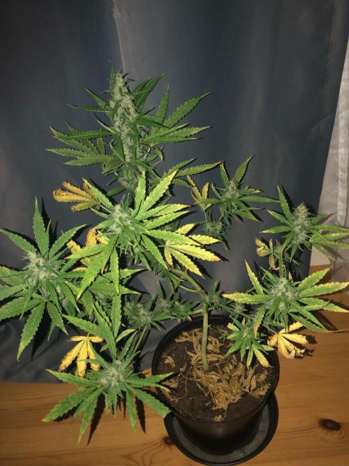 White Widow XXL Auto-Balcony/Window Grow. Week 10