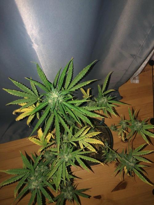 White Widow XXL Auto-Balcony/Window Grow. Week 10