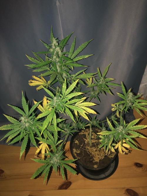White Widow XXL Auto-Balcony/Window Grow. Week 10