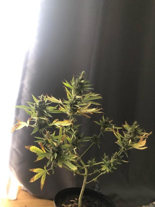 White Widow XXL Auto-Balcony/Window Grow. Week 11