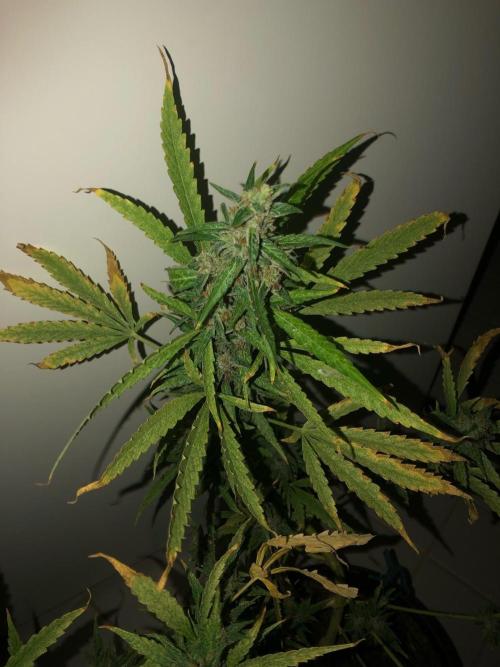 White Widow XXL Auto-Balcony/Window Grow. Week 11