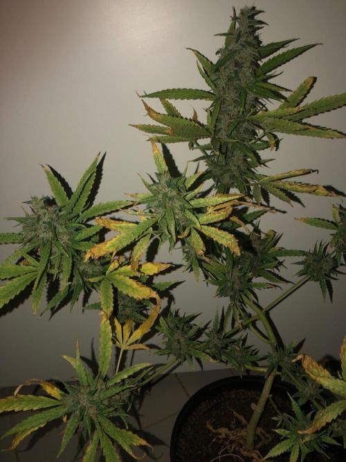 White Widow XXL Auto-Balcony/Window Grow. Week 11