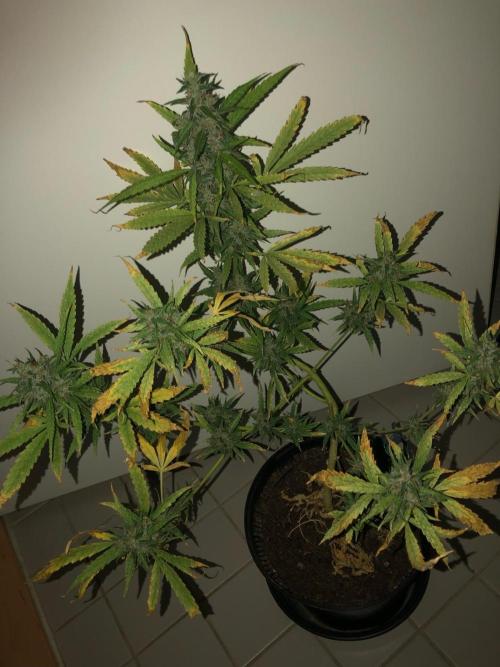 White Widow XXL Auto-Balcony/Window Grow. Week 11