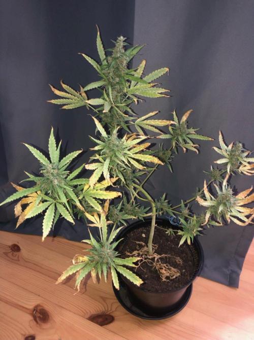 White Widow XXL Auto-Balcony/Window Grow. Week 11