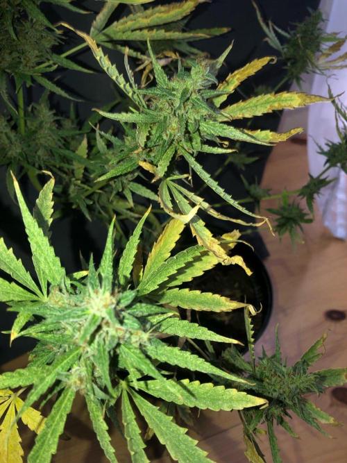 White Widow XXL Auto-Balcony/Window Grow. Week 11