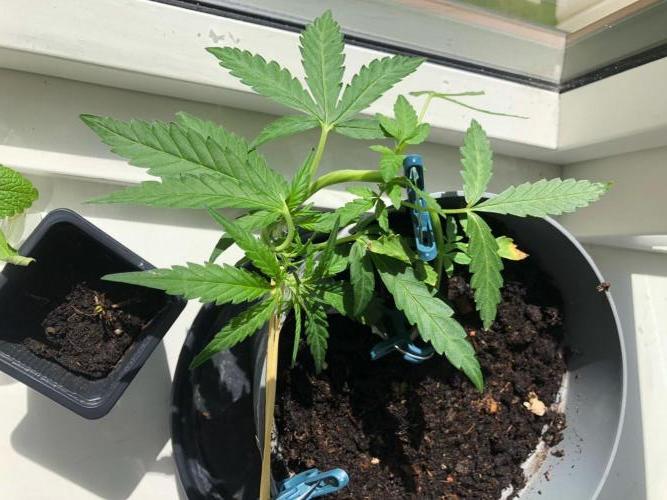 Window/Balcony Grow - Mini plant 2026. Week 4