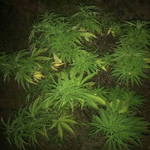 BCN Critical XXL fast fem - GuerillaGrow. Week 12