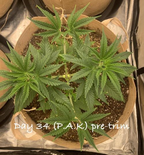 Organic grow in amended Peat mix. Week 5 - Day 34 pre LST