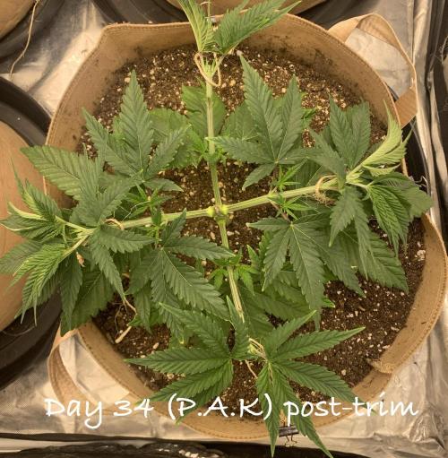Organic grow in amended Peat mix. Week 5 - Day 34 post LST