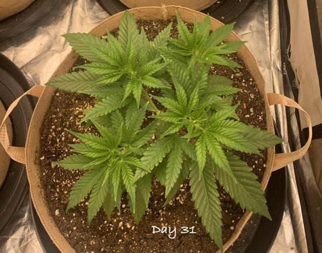 Organic grow in amended Peat mix. Week 5 - Day 31