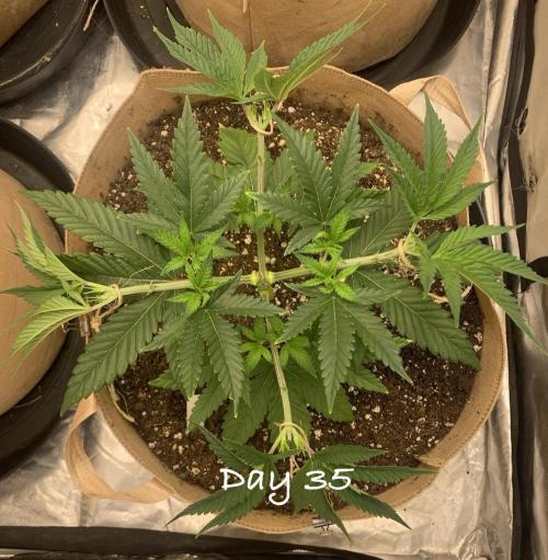 Organic grow in amended Peat mix. Week 5 - Day 35