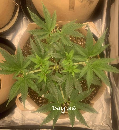 Organic grow in amended Peat mix. Week 6 - Day 36