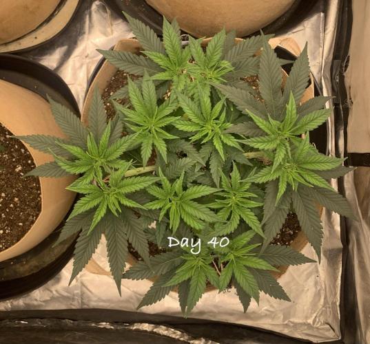Organic grow in amended Peat mix. Week 6 - Day 40