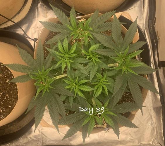 Organic grow in amended Peat mix. Week 6 - Day 39