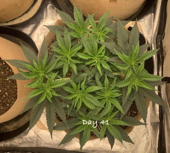 Organic grow in amended Peat mix. Week 6 - Day 41