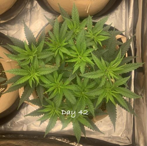 Organic grow in amended Peat mix. Week 6 - Day 42