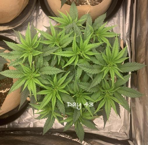 Organic grow in amended Peat mix. Week 7 - Day 43