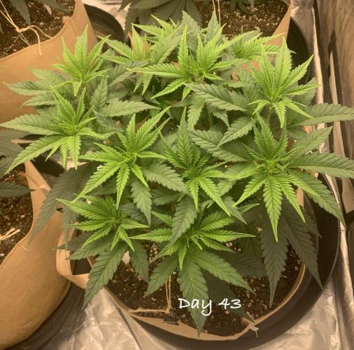 Organic grow in amended Peat mix. Week 7 - Day 43