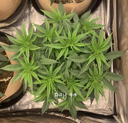 Organic grow in amended Peat mix. Week 7 - Day 44