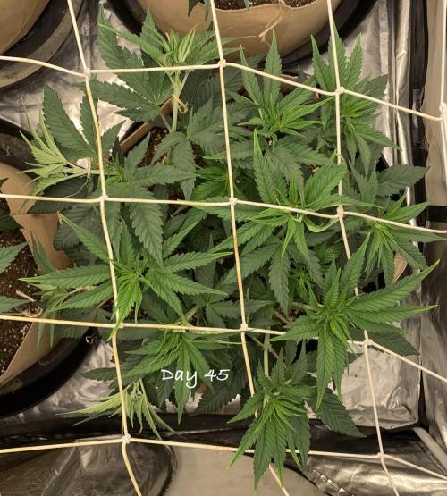 Organic grow in amended Peat mix. Week 7 - Day 45; added netting