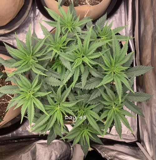 Organic grow in amended Peat mix. Week 7 - Day 45