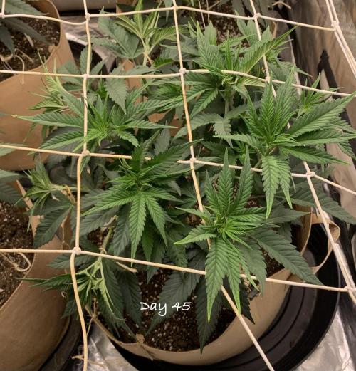 Organic grow in amended Peat mix. Week 7 - Day 45; aiming to have one branch per square. 