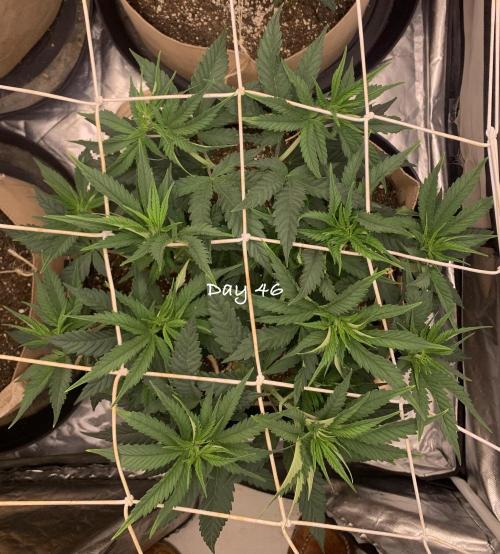 Organic grow in amended Peat mix. Week 7 - Day 46