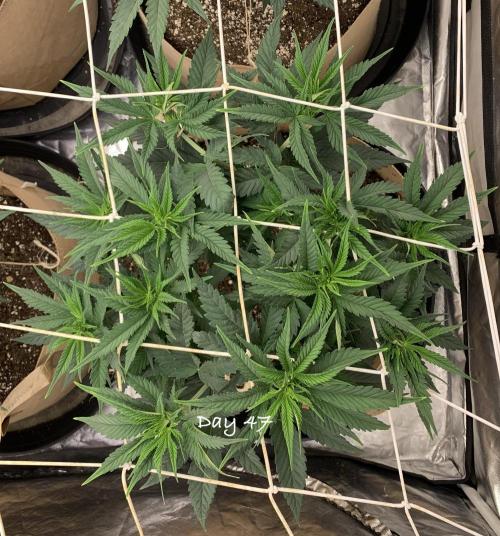 Organic grow in amended Peat mix. Week 7 - Day 47