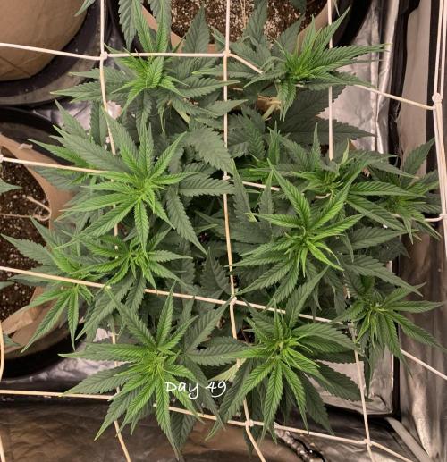 Organic grow in amended Peat mix. Week 7 - Day 49