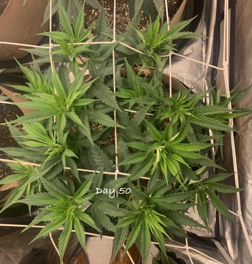Organic grow in amended Peat mix. Week 8 - Day 50
