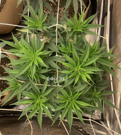 Organic grow in amended Peat mix. Week 8 - Day 51