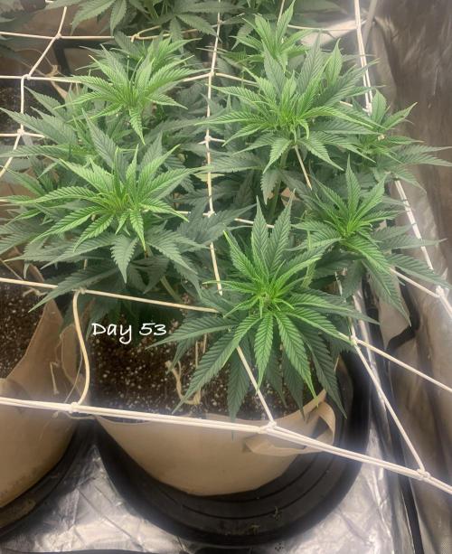 Organic grow in amended Peat mix. Week 8 - Day 53
