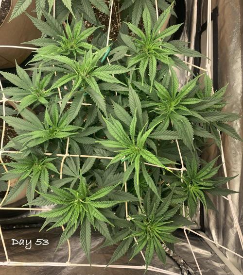 Organic grow in amended Peat mix. Week 8 - Day 53