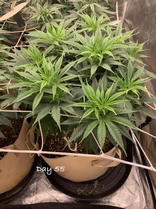 Organic grow in amended Peat mix. Week 8 - Day 55