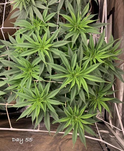 Organic grow in amended Peat mix. Week 8 - Day 55