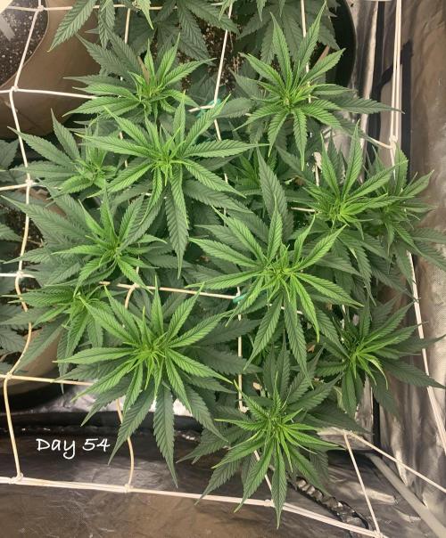 Organic grow in amended Peat mix. Week 8 - Day 54