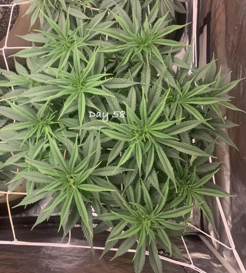 Organic grow in amended Peat mix. Week 8 - Day 58
