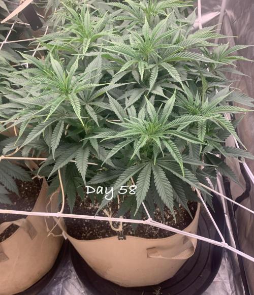 Organic grow in amended Peat mix. Week 8 - Day 58