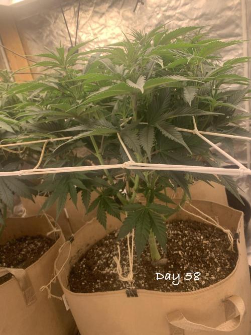 Organic grow in amended Peat mix. Week 8 - Day 58