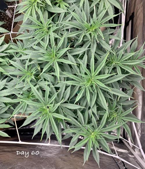 Organic grow in amended Peat mix. Week 9 - Day 60