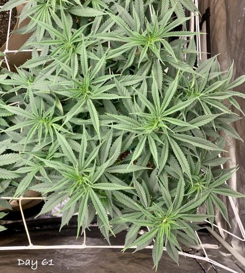 Organic grow in amended Peat mix. Week 9 - Day 61