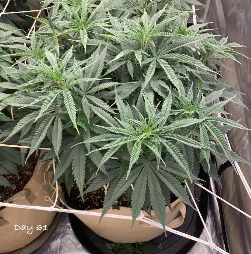 Organic grow in amended Peat mix. Week 9 - Day 61