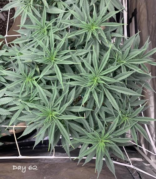 Organic grow in amended Peat mix. Week 9 - Day 62