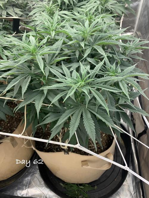 Organic grow in amended Peat mix. Week 9 - Day 62