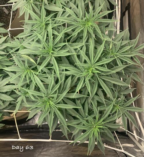 Organic grow in amended Peat mix. Week 9 - Day 63