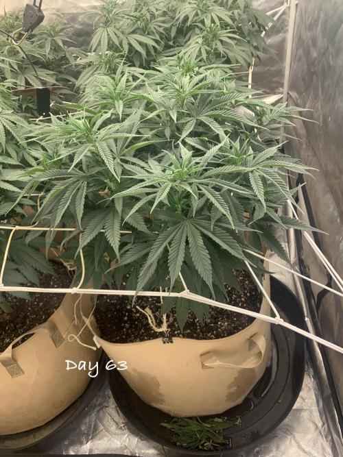 Organic grow in amended Peat mix. Week 9 - Day 63