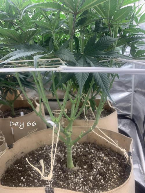 Organic grow in amended Peat mix. Week 10 - Clean undercarriage 