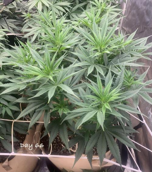 Organic grow in amended Peat mix. Week 10 - Day 66