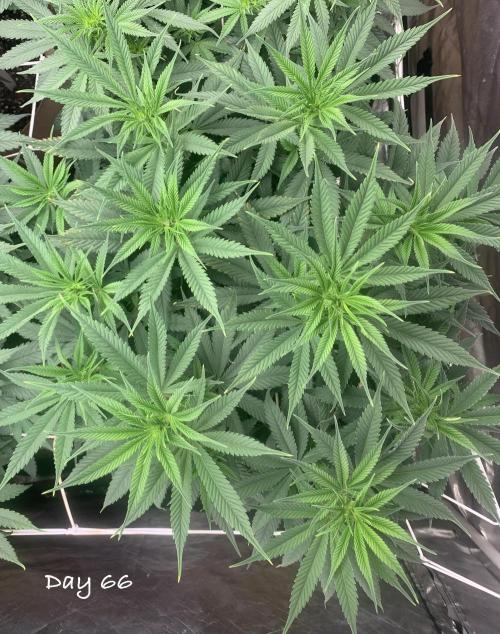 Organic grow in amended Peat mix. Week 10 - Day 66